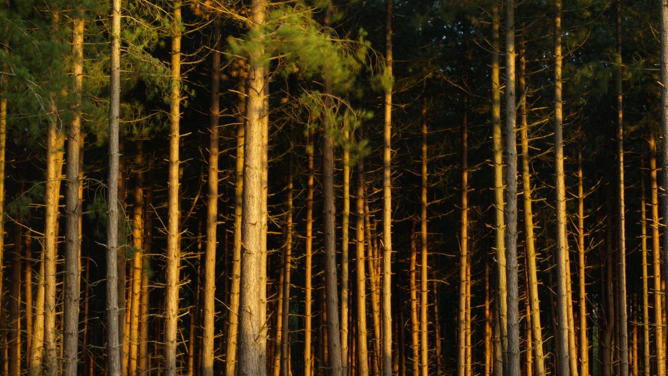 _downloadfiles_wallpapers_1366_768_dense_forest_wallpaper_other_nature_1033